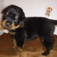 buscamos un hogar